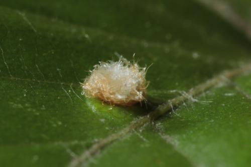 Hartigiola annulipes